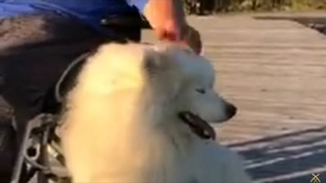 SVID_20241214_171149_1.mp4