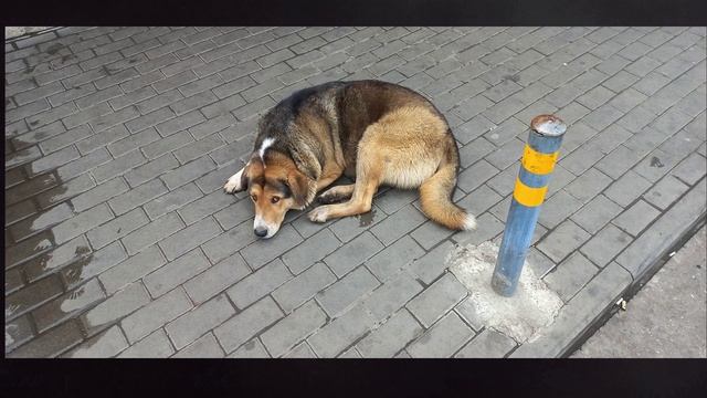 Собаки в городе