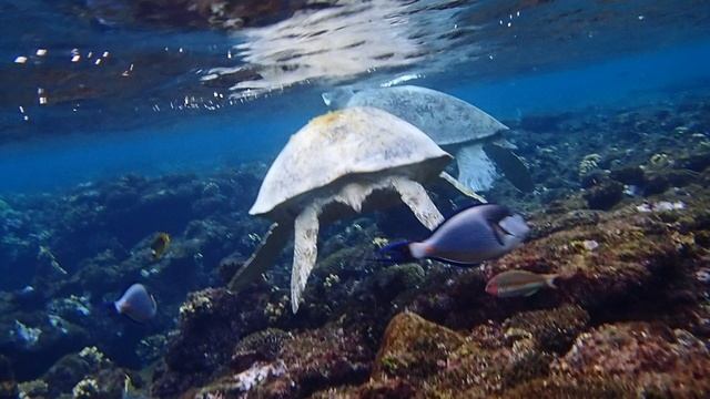 Болтаемся над рифом.Черепахи и мы.) Марса Мубарак. IBEROTEL Costa Mares.Египет. С Лилия Драч.12.2024