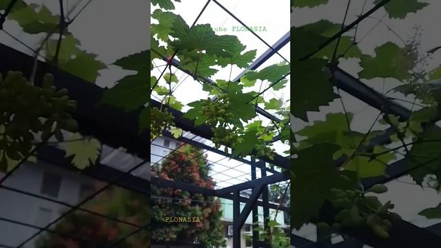 vineyard