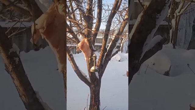 Птичья столовая