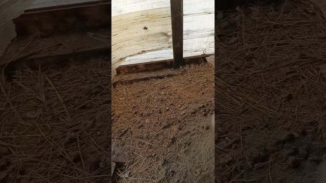 Перерабатываю щуку на котлеты.
Проверяю гусей.