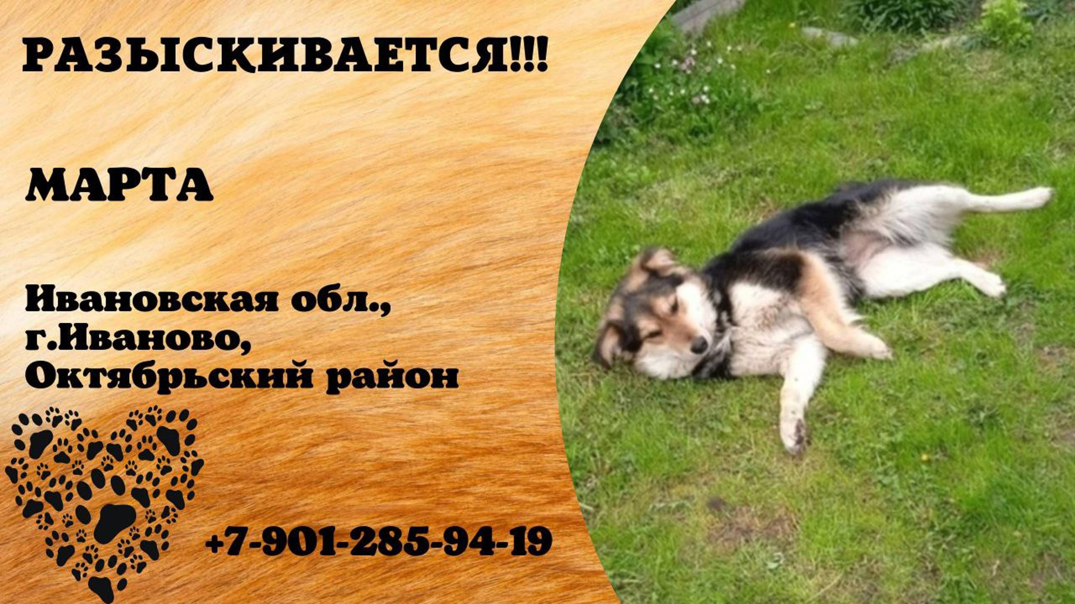 Пропала собака! МАРТА. Ивановская обл, г. Иваново