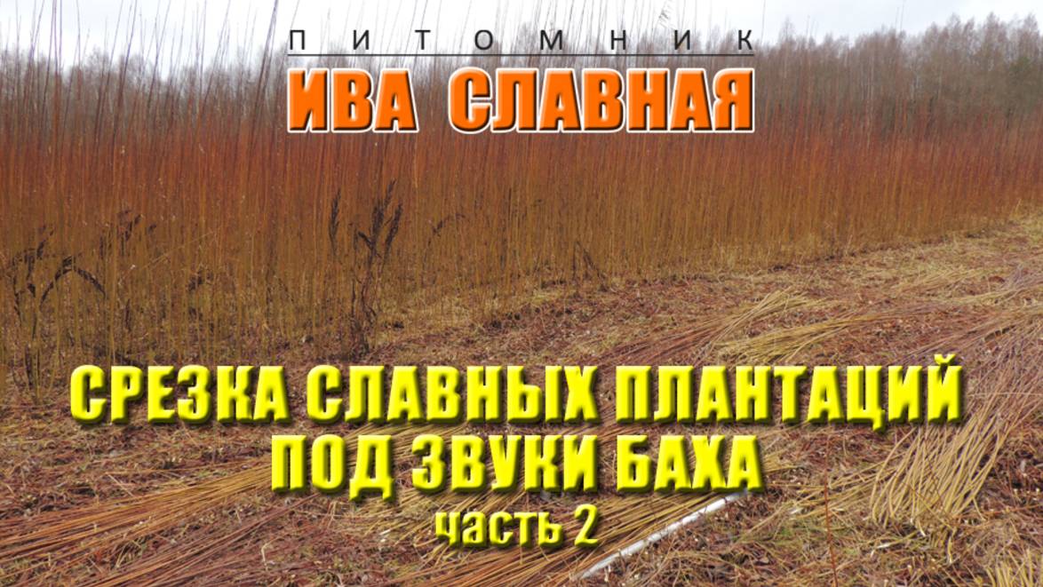 Ива Славная: Срезка славных плантаций ивы под звуки Баха. Часть 2 (10.11.2024)