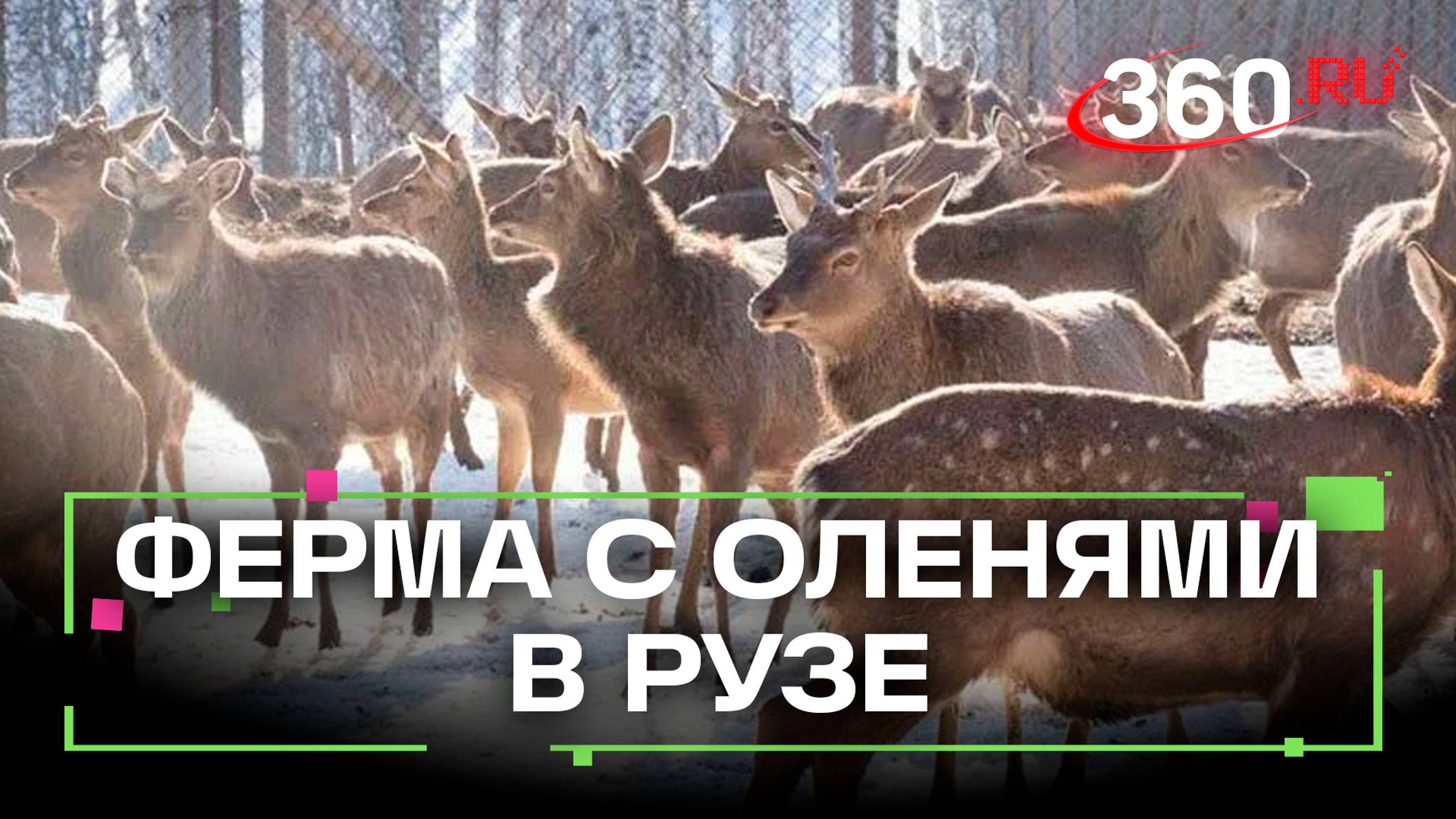 Оленья ферма в Рузе ждет гостей