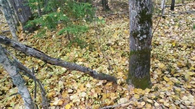 Когда из мрака заблужденья... стихи. Некрасов Н. А.