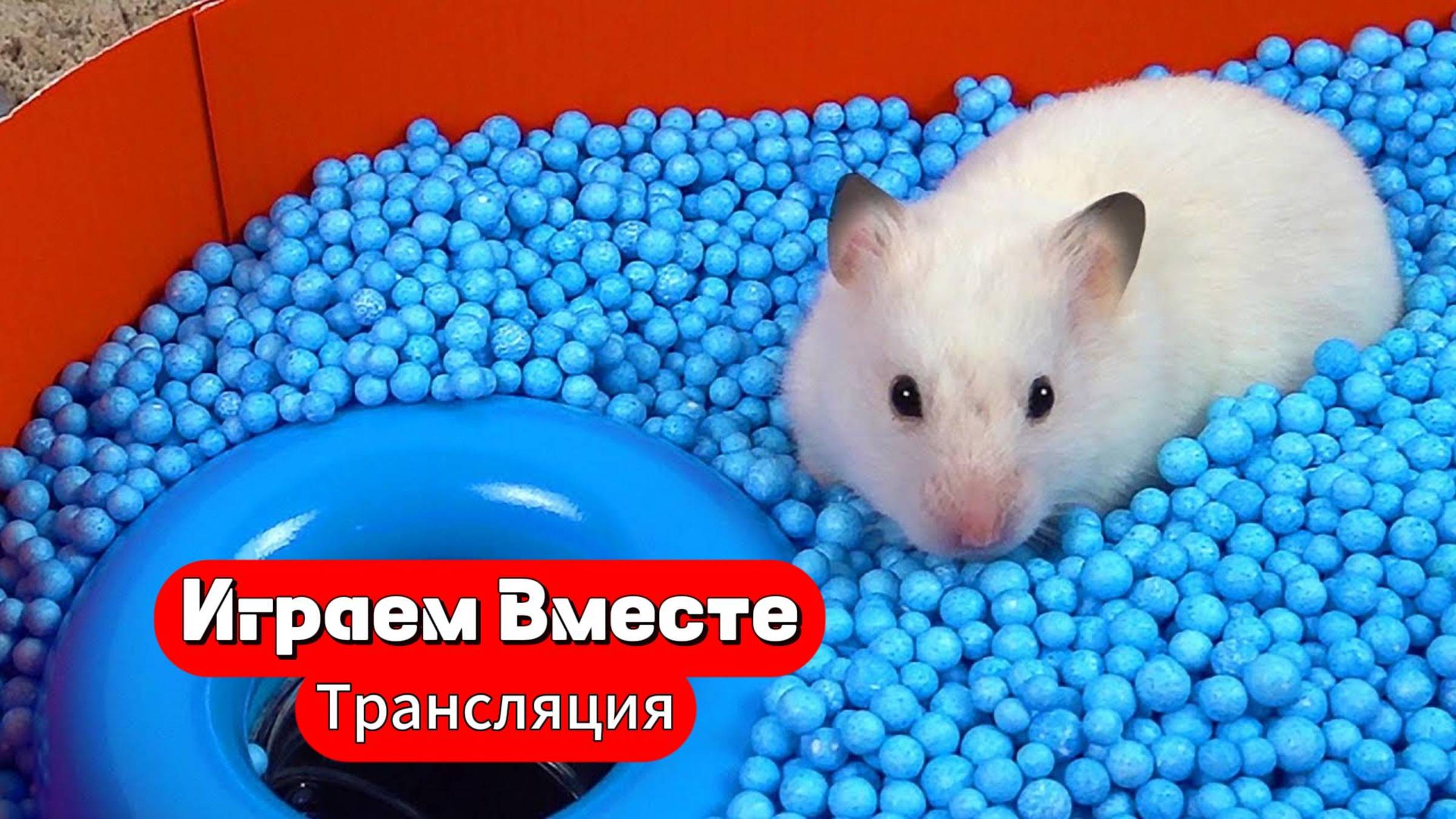Хомяк сбегает из ОПАСНОГО лабиринта для хомяков- ГЕНИЕВ 🐹🐹🐹 Трансляция для детей