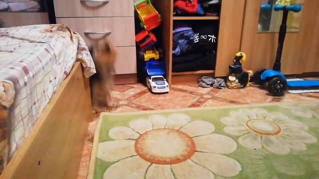 кошка с собакой играют