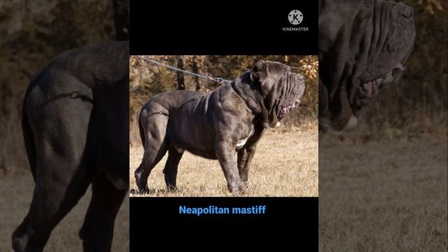 Neapolitan mastiff dog breed||# WhatsApp status