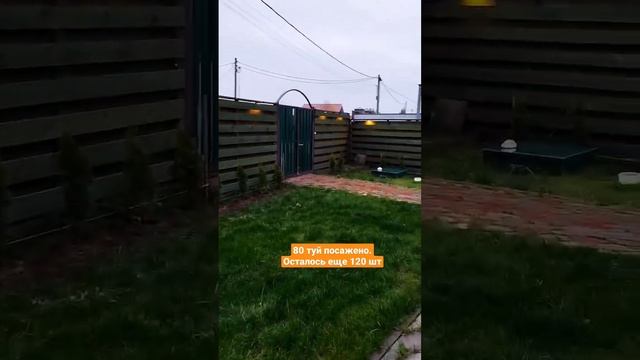 питомник хвойных в СПб