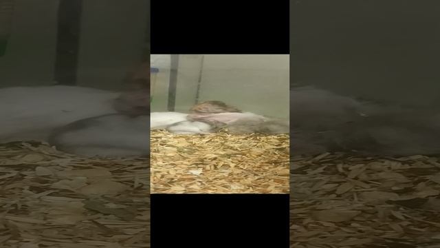 Наверное это свинки
