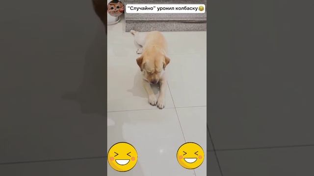 Хитрый пёс
