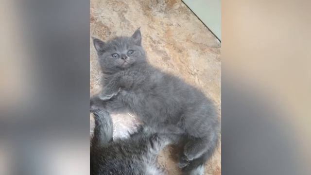 Мои котята!