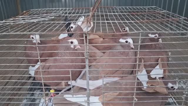 14.12.2024.Ярмарка голубей в Курске.