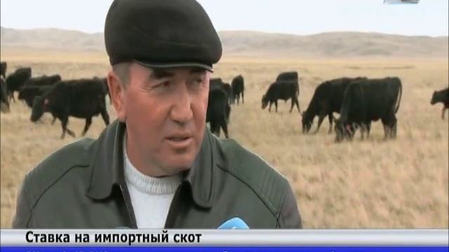 Фермерское хозяйство Карагандинской области намерено возродить местное животноводство