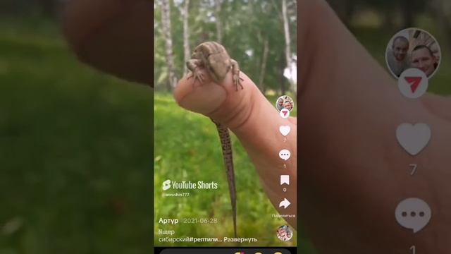 Маленький дракон