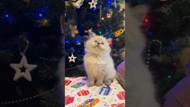 Шотландский прямоухий мальчик.