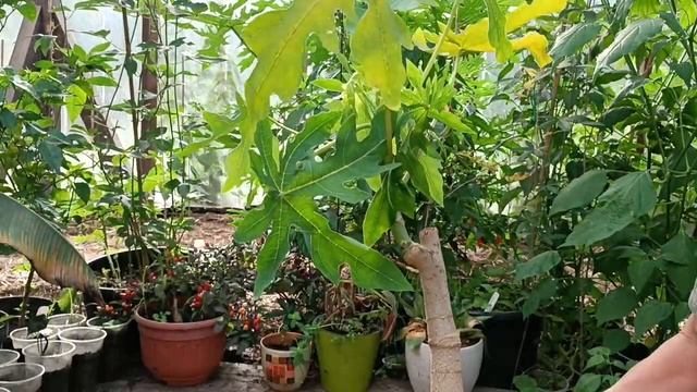 Тропические растения, распаковываем новые растения.