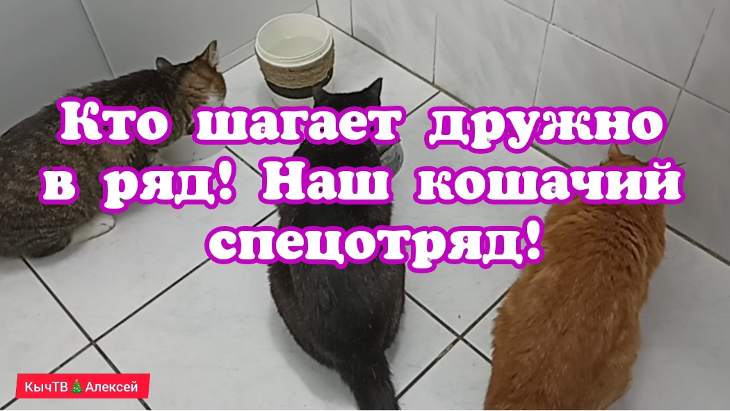 Кто шагает дружно в ряд! Наш кошачий спецотряд!