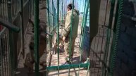 Волк или енотовидная собака?