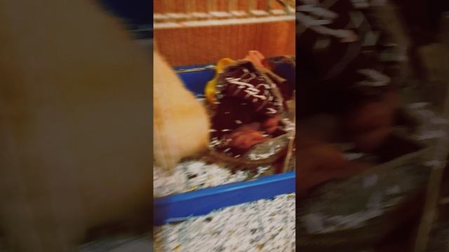 Животное - это существо не 2-го сорта, а высшего.