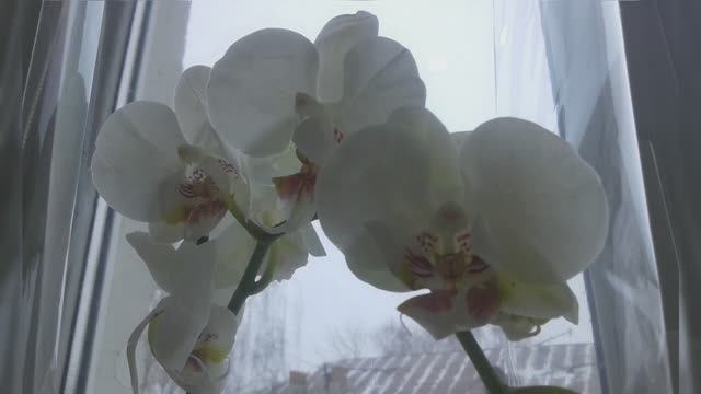 Моя история любви