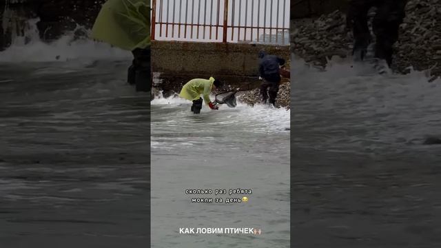 Волонтеры отлавливают испачканных мазутом птиц.
