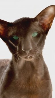 Удивительные создания...