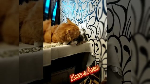 🌹|ДОБРЫЙ ВЕЧЕР| С нами БОСЯ И ЛИЗА | #25