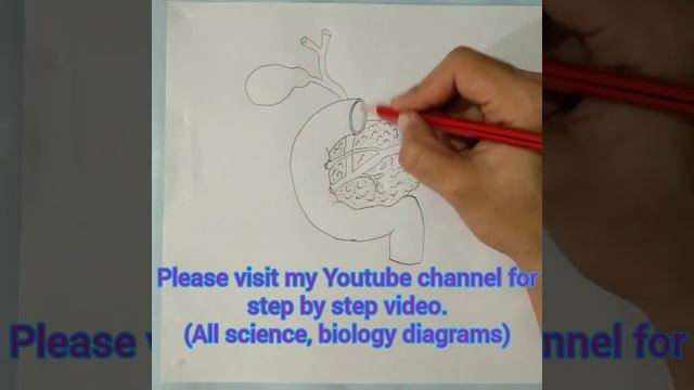 pancreas diagram