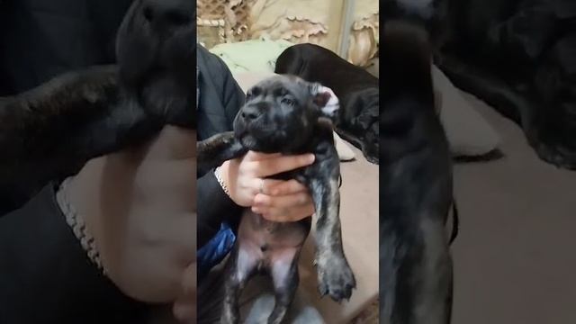 1000033276.mp4