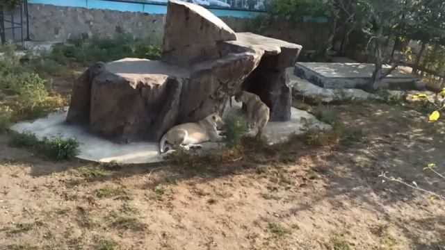 Львы из первого вольера засматриваются на соседок)
