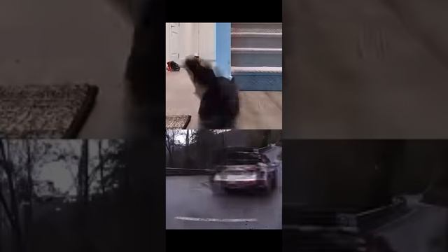 Коты Tokyo drift