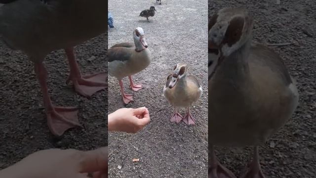 Египетский гусь клюет свою гусыню за корочку хлеба.