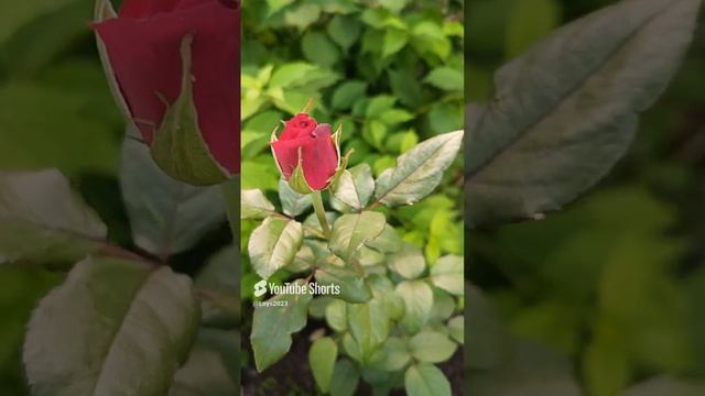 Красота рядом 🌺