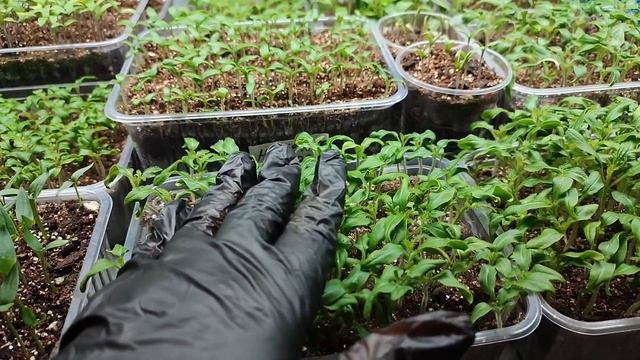 Необычный и простой прием, чтобы рассада не вытягивалась.