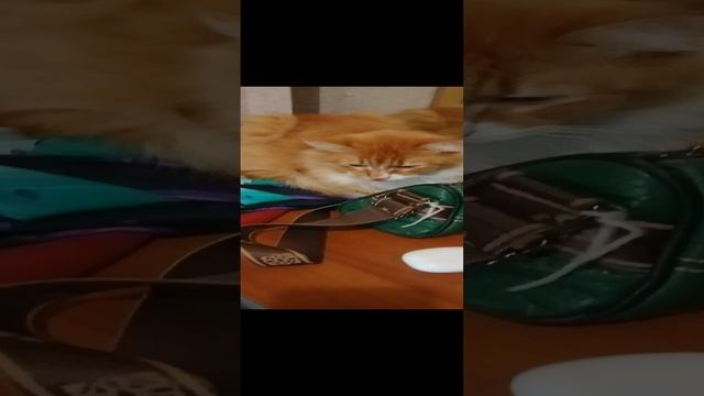 🐈Котик Золтон