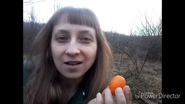 Кумкват - пробуем фрукт! Сыроедение
