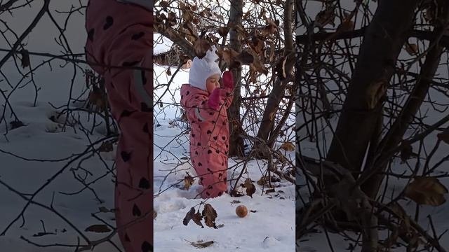 Яблоки на снегу😁
