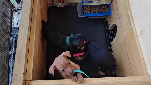 Paprika puppies November 5th 2023