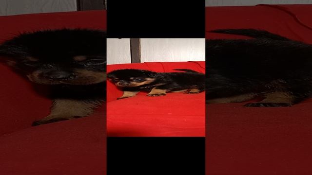 продаются щенки ротвейлера