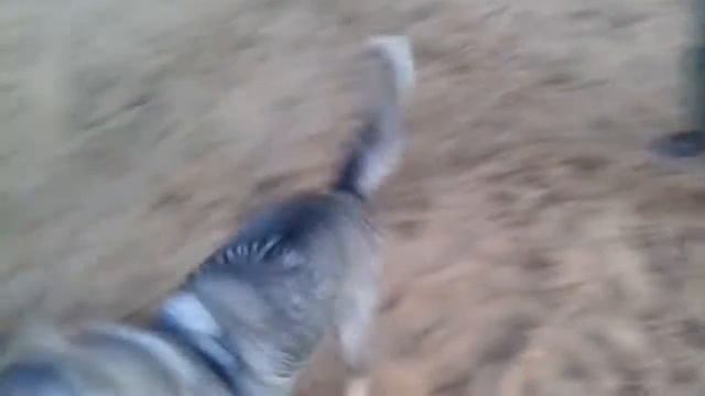 Что случилось с лапкой?What happened to the foot?