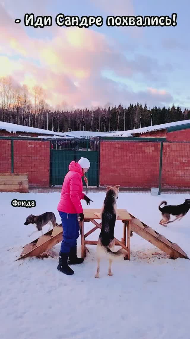 Снежные танцы с гантелькой и не только... ❥ Приют в Малинках