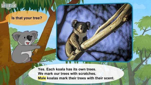 Meet the Animals 31_ Koala _ Level 2 _ By Little Fox