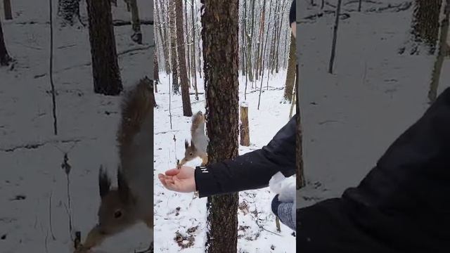 Белка осмелела