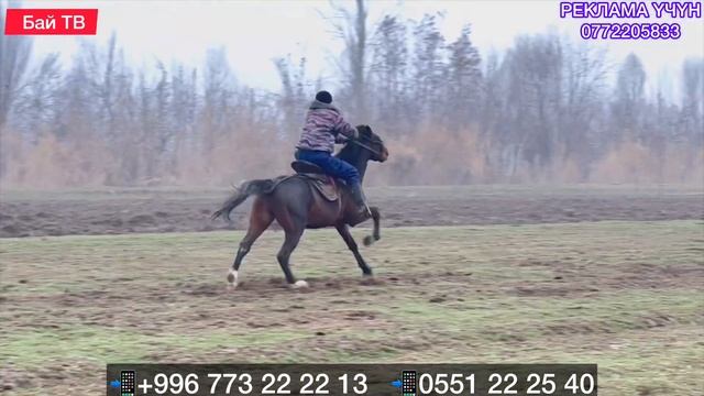 КҮЛҮК АТ САТУУГА ЧЫКТЫ #байтв