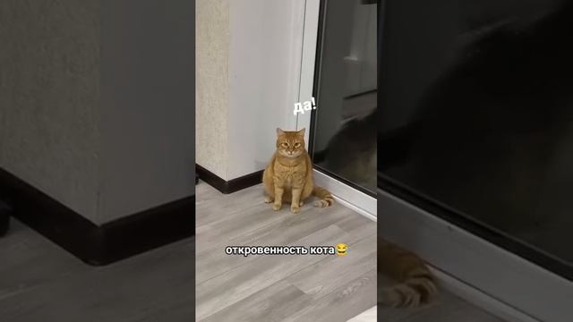Кот специально заговорил, чтобы пожаловаться на хозяйку 🤣🤣