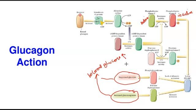 Cellular Signaling-3