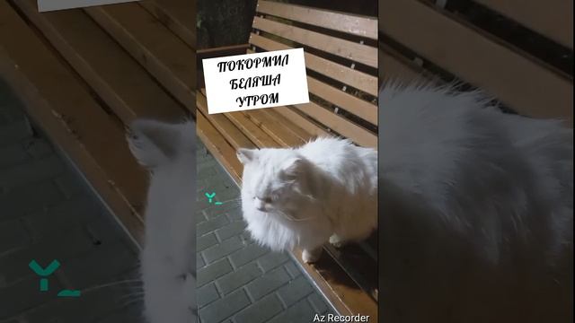#язабылкогдаявпосоеднийразел #tayson #котикитикток #catsvideo
