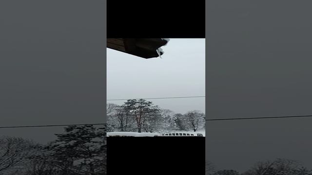 24 декабря 2024 г. Наблюдение для рисования.